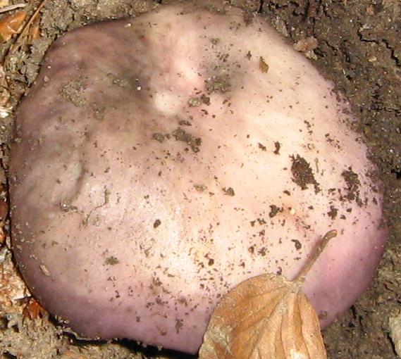 Escursione a Limestre e funghi da identificare